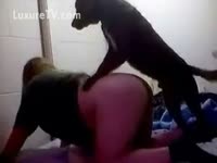 Dog Knows it is Time to Fuck his Owner